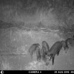 Image Caption