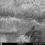 Image Caption